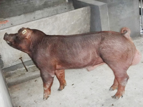 ����������ϵ�������