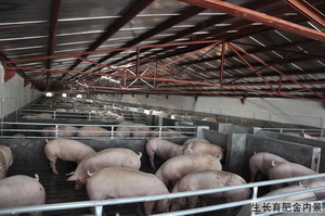 �������ھ�