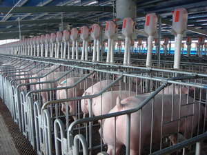 �Զ�ι��ϵͳ