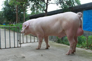 ���׹���