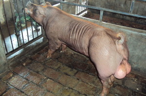 D463-5��B����