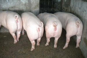 ���׺�ĸ��