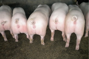 ��Լ�˺�ĸ��