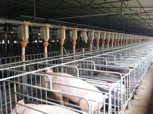������