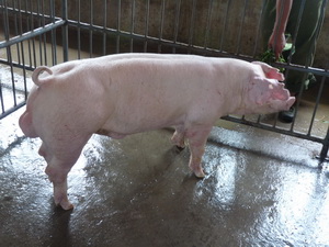 ��ϵ���׹���