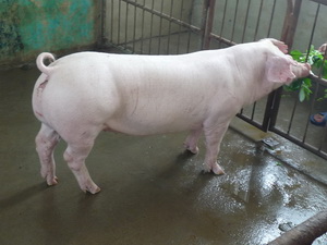 ��ϵ����ĸ��