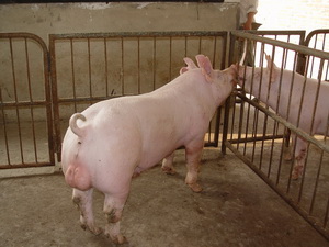 Ӣϵ��Լ�˹���