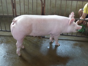 Ӣϵ��Լ��ĸ��