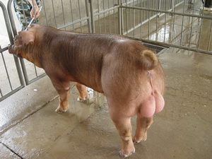 ��ϵ����˹���