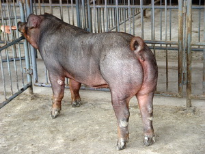 ��ϵ�����ĸ��