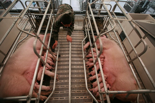 ��������ɫ�ķ�ֳ����