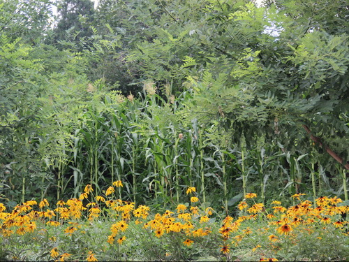 ����ֲ��