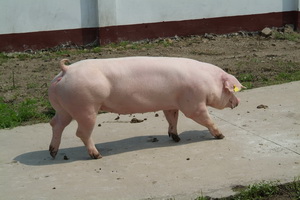 ����ĸ��