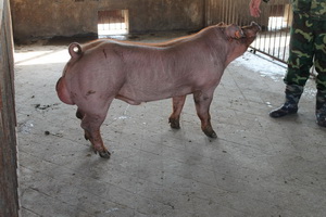 ����˹���