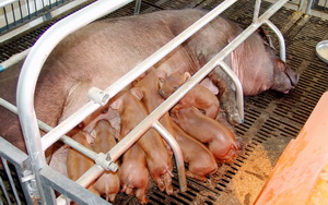 �����ĸ��