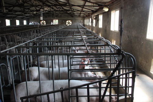 ����ĸ��