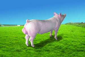 ��Լ�˹���