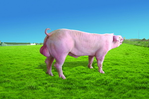 ���׹���