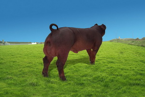 ����˹���