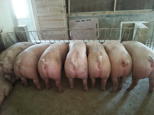 ��Ԫ����