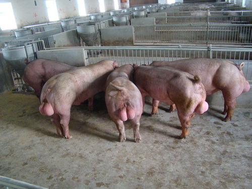 ����˹���