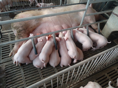 ĸ�������