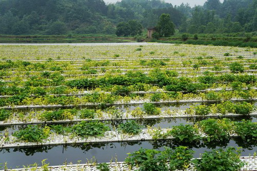 ������Һ��ֲˮ���߲�