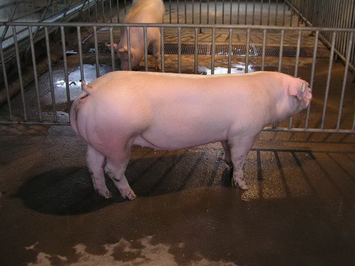 ����ĸ��