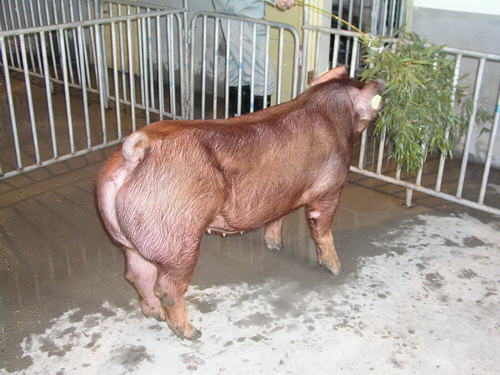 �����ĸ��