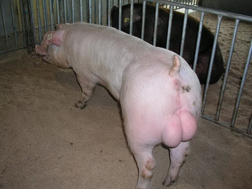 ���׹���