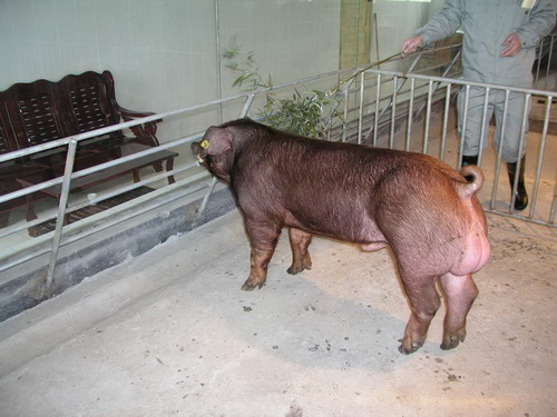 ����˹���